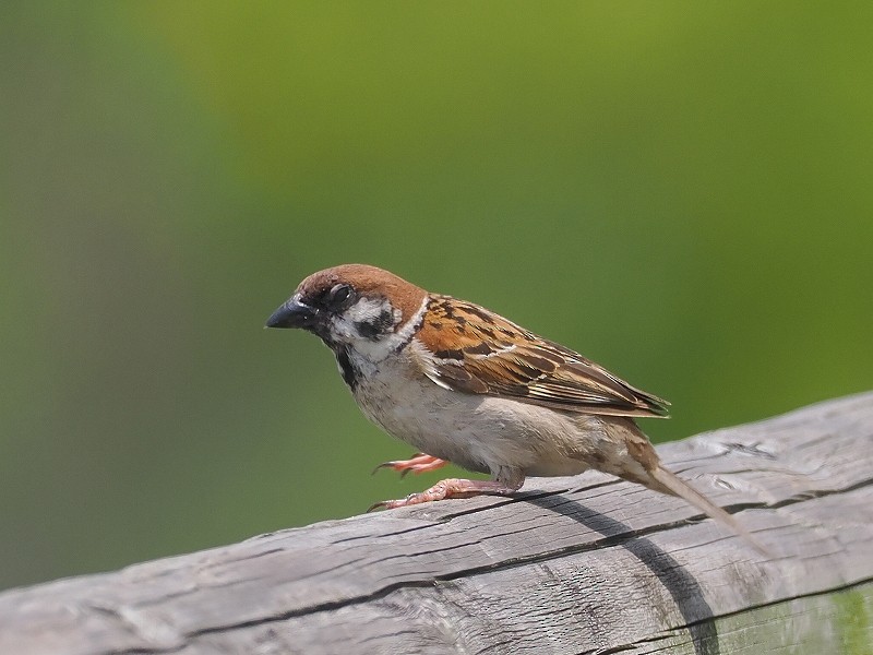 Eurasian Tree Sparrow - Osamu Murakami