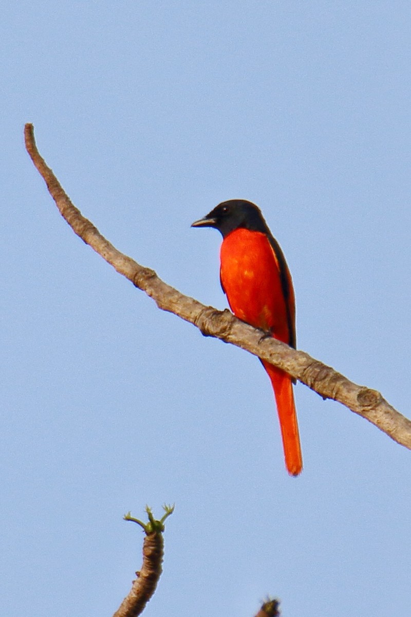 赤紅山椒鳥 - ML620096219