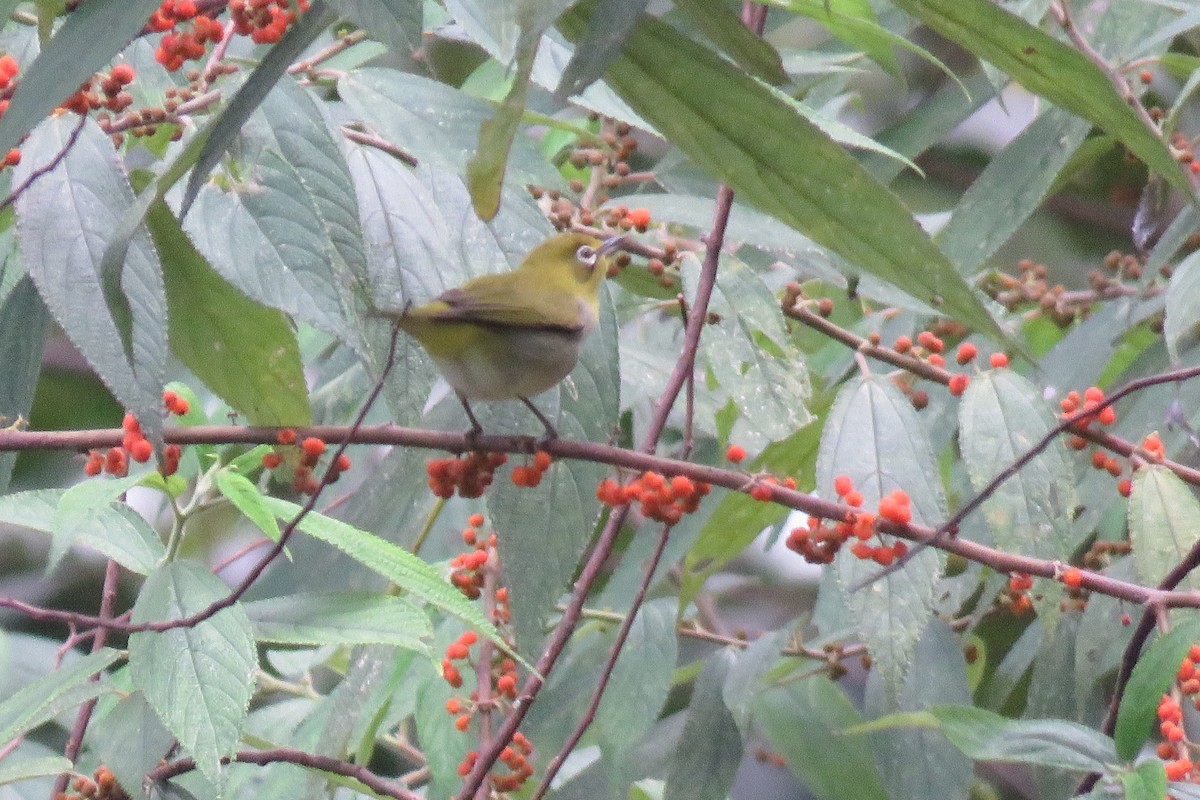 Swinhoe's White-eye - ML620096223