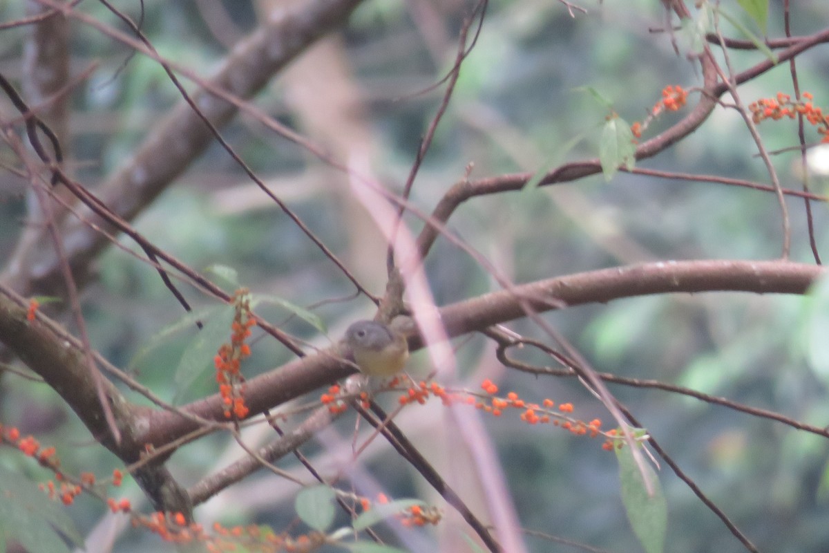 Brown-cheeked Fulvetta - ML620096226