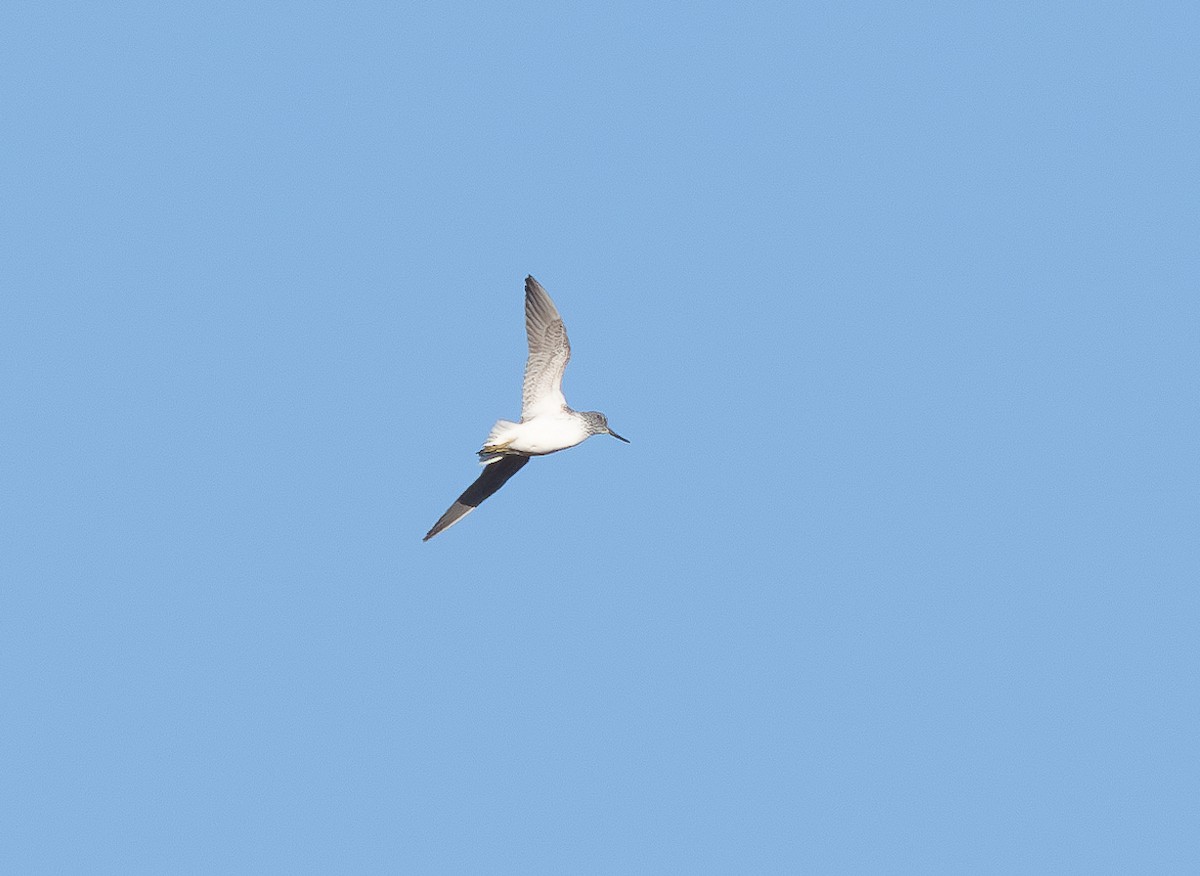 Common Greenshank - ML620096227