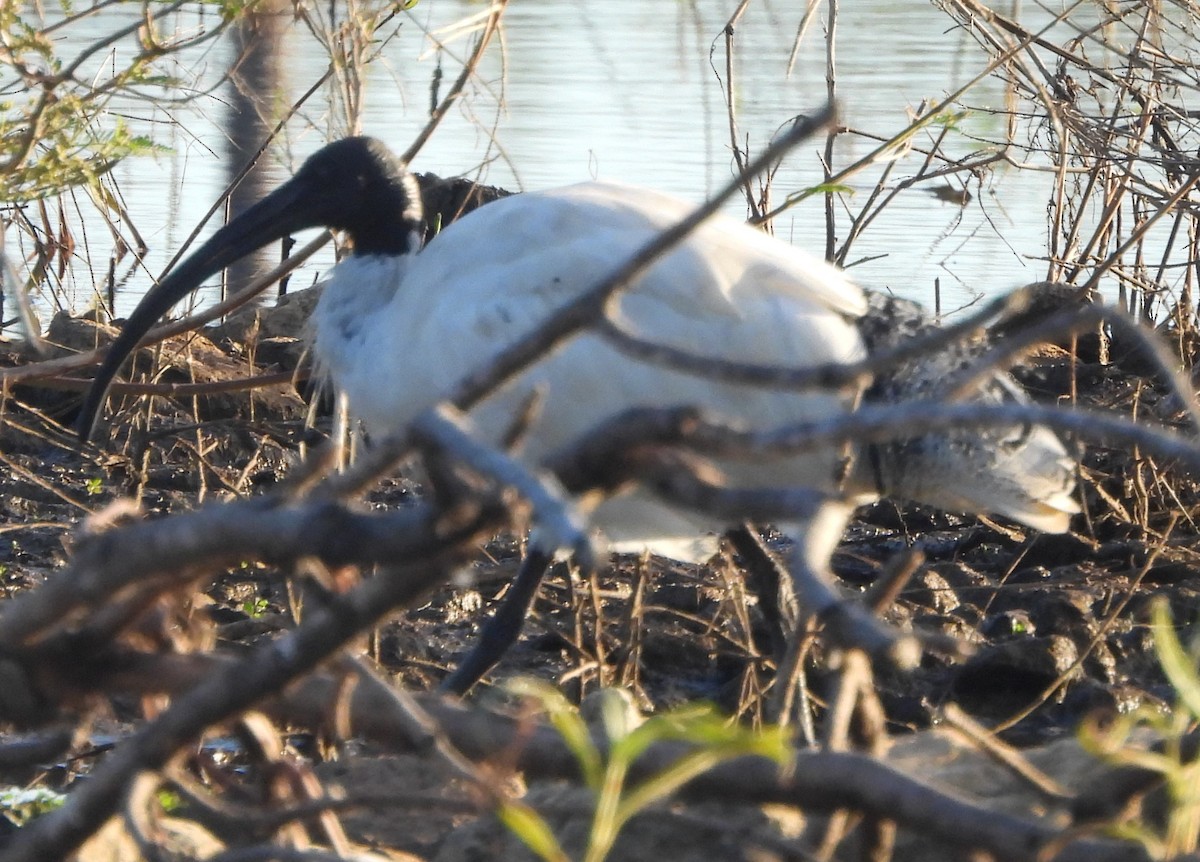ibis australský - ML620096232