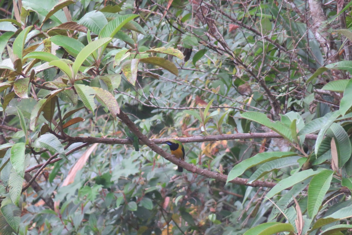 Orange-bellied Leafbird - ML620096236