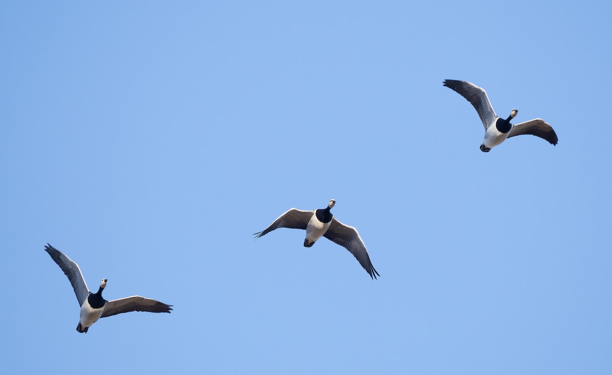 Barnacle Goose - ML620096276