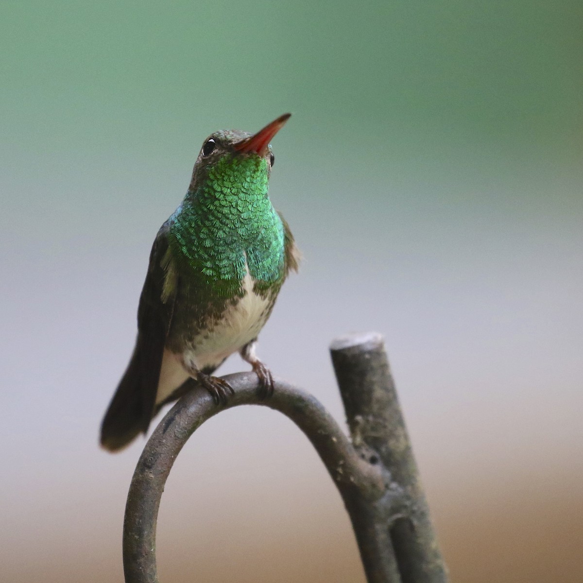 kolibřík zrcadlový - ML620096278