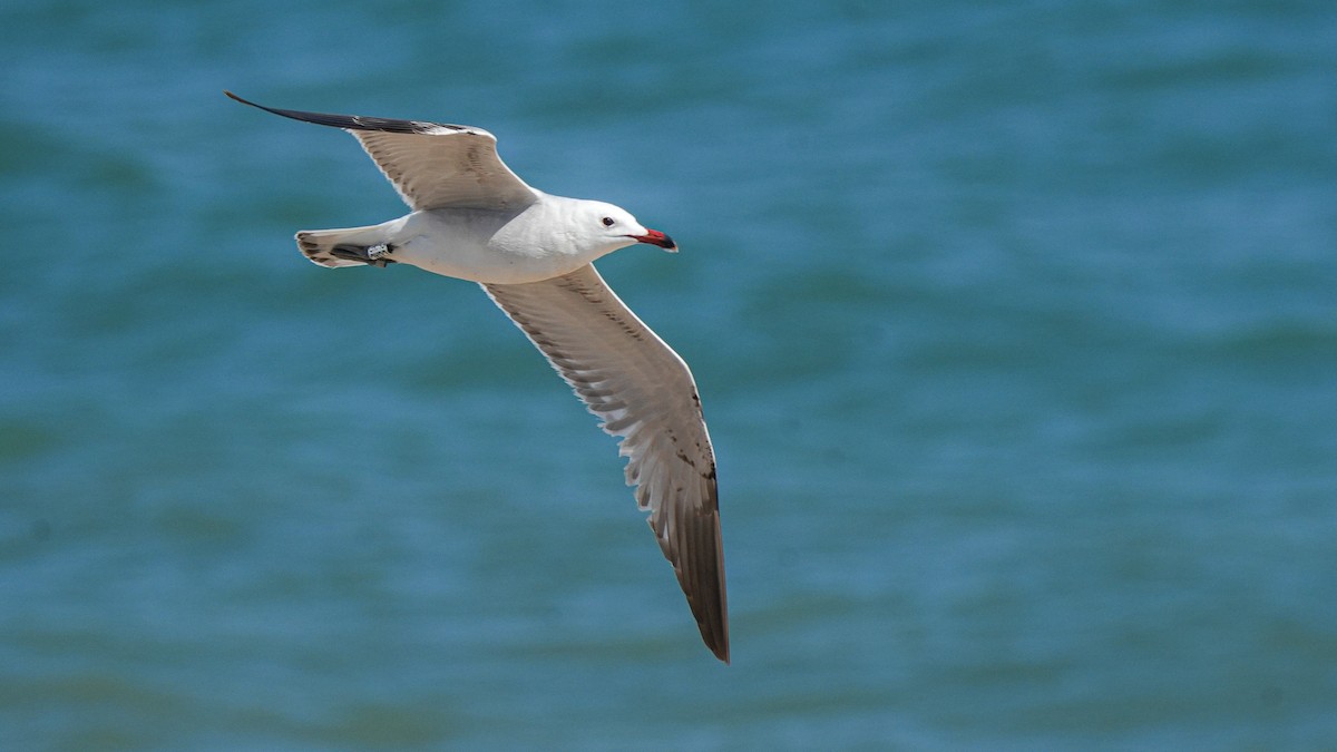 Audouin's Gull - ML620096285