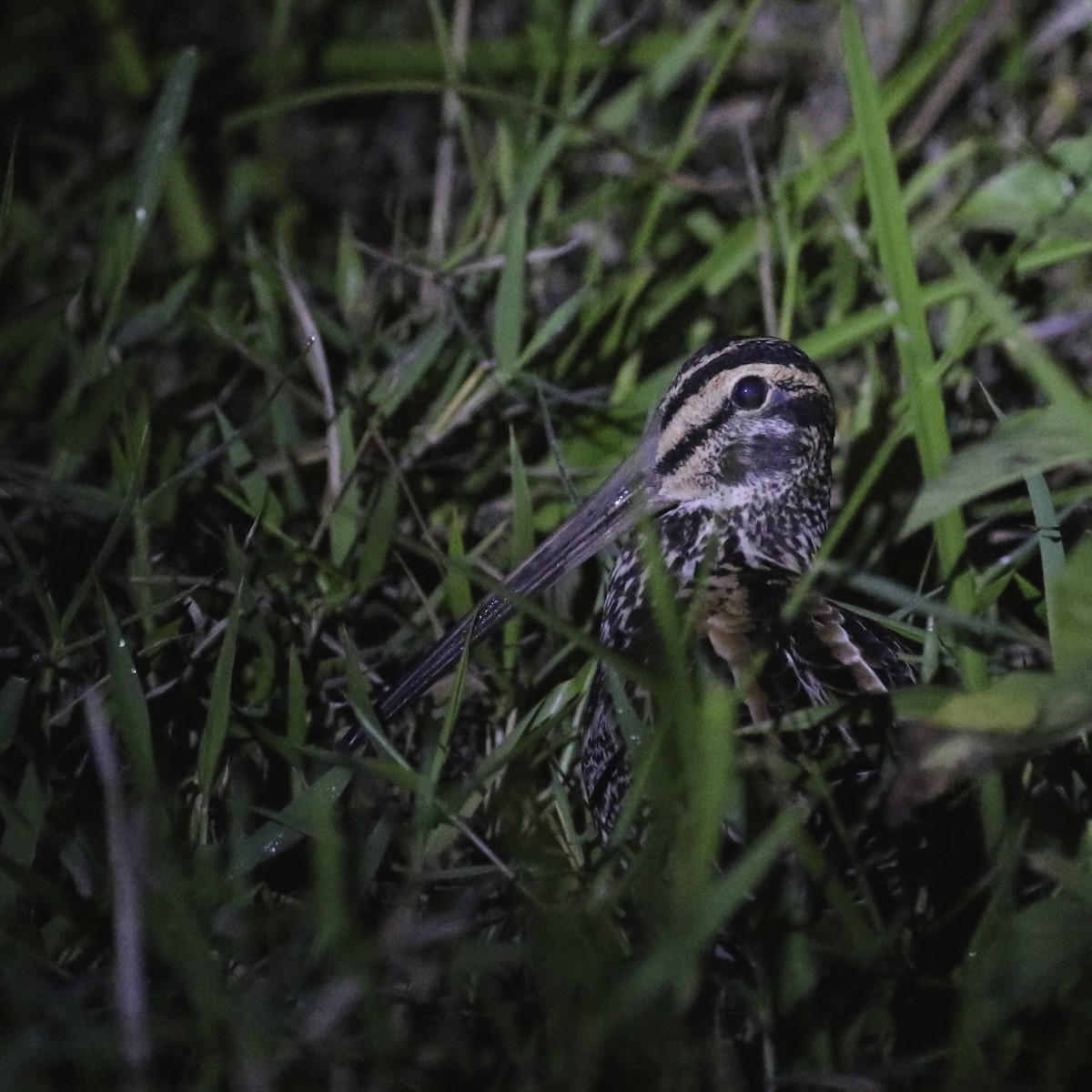 Giant Snipe - Stu Elsom