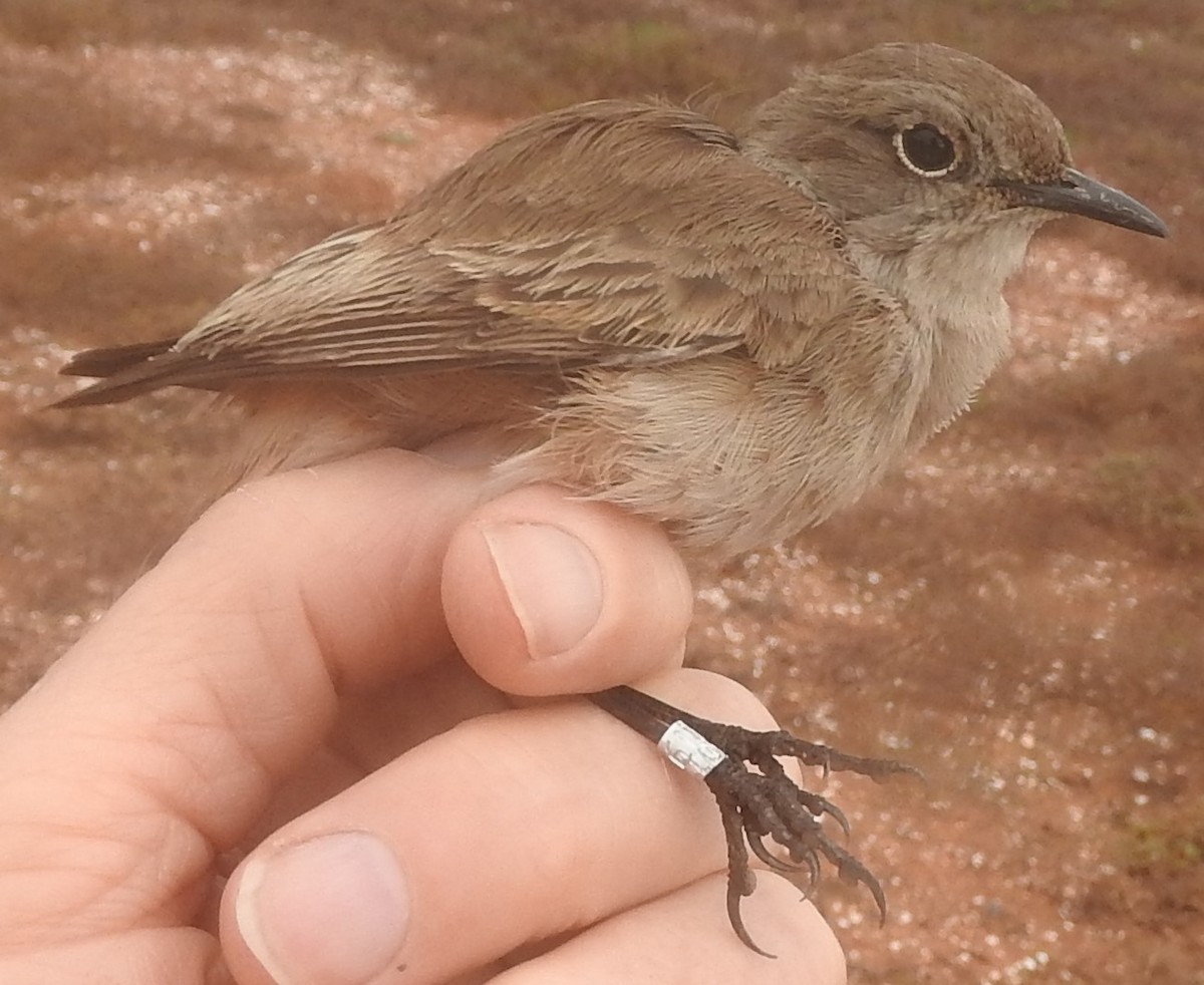 Sickle-winged Chat - ML620096324