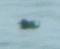 alkoun holubí - ML620096325