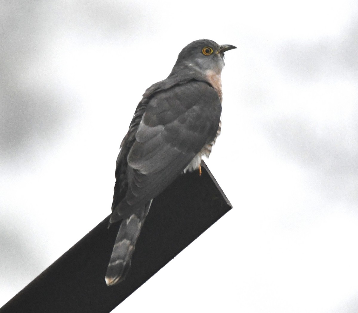 Common Hawk-Cuckoo - ML620096332