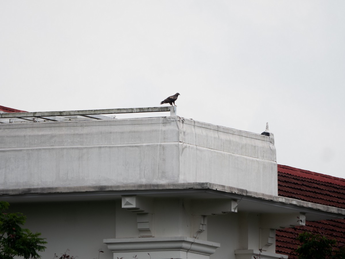 Oriental Honey-buzzard (Sunda) - ML620096339