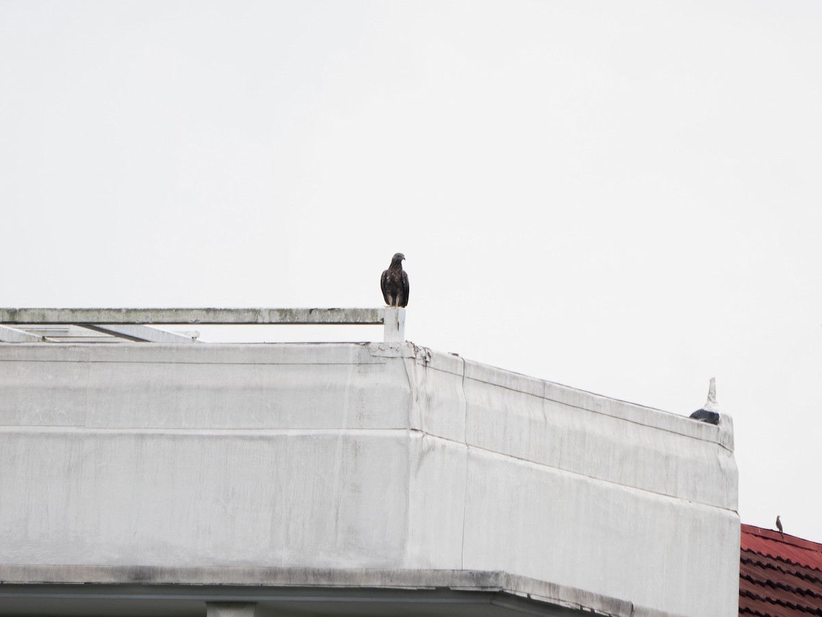 Oriental Honey-buzzard (Sunda) - ML620096340