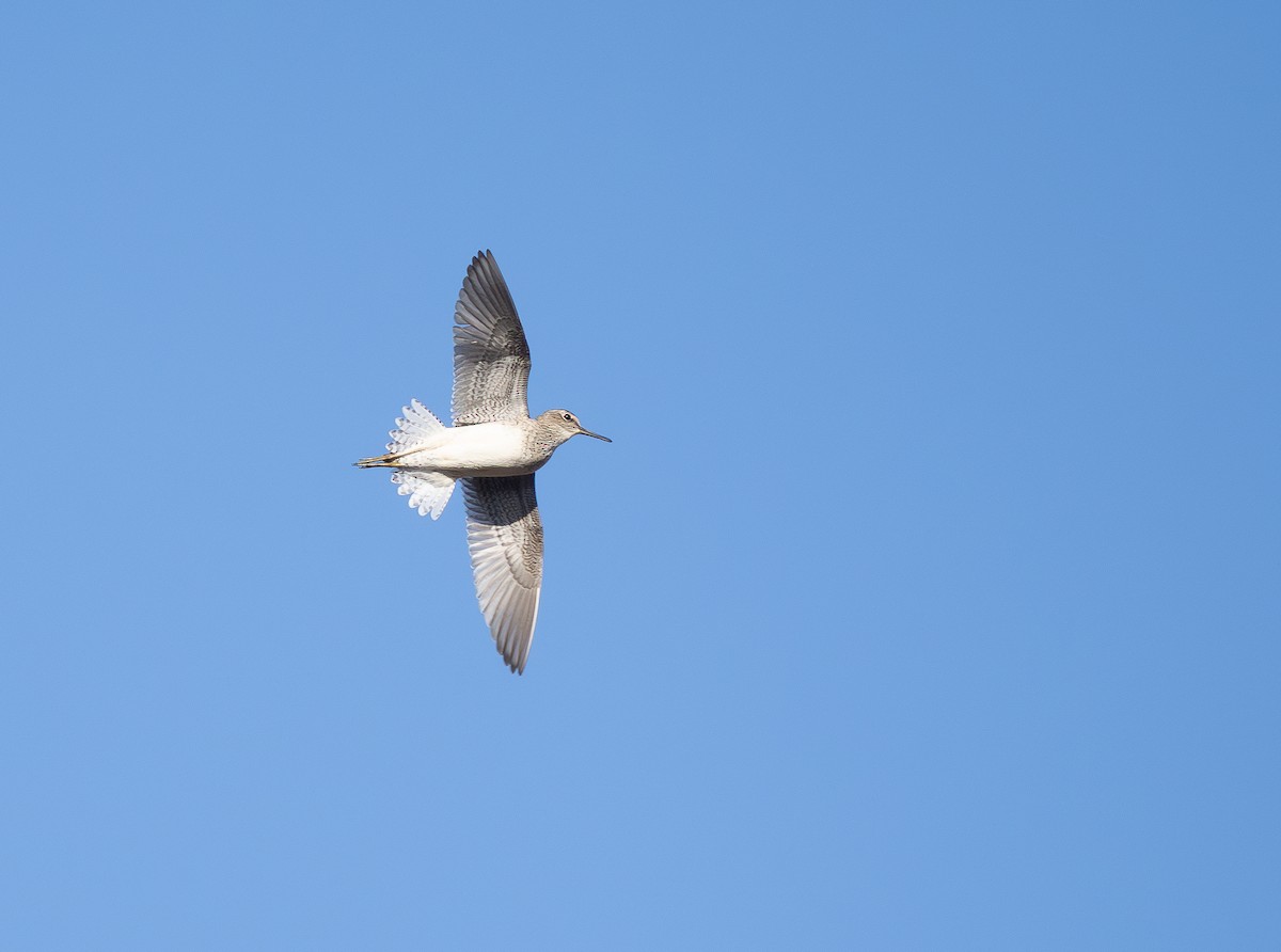 Wood Sandpiper - ML620096347