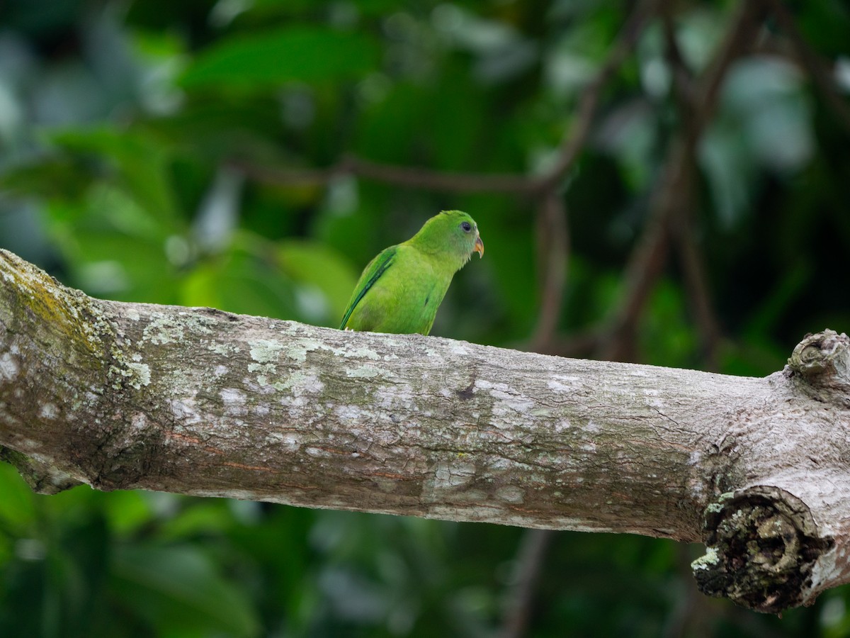 Blue-crowned Hanging-Parrot - ML620096362