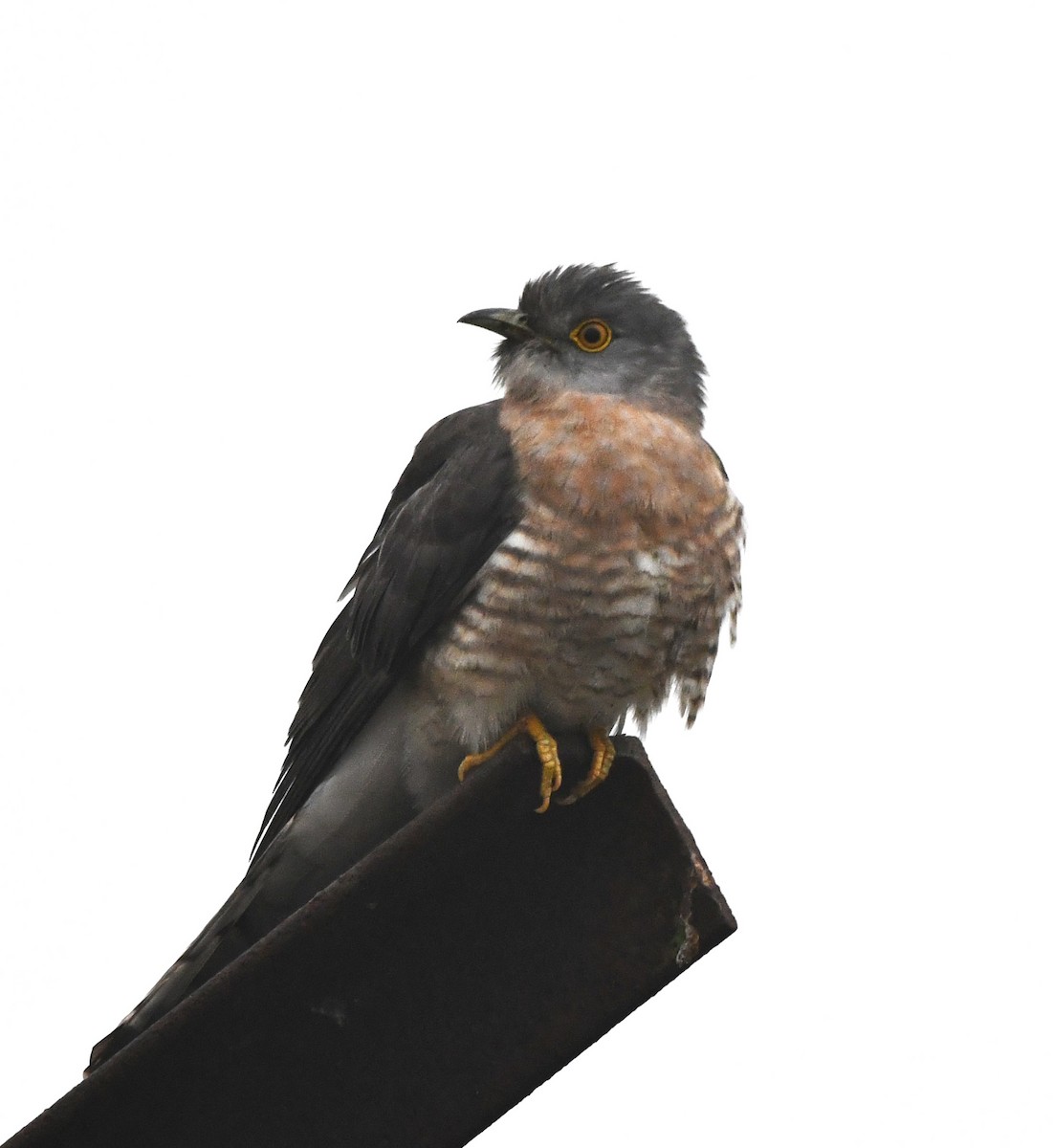 Common Hawk-Cuckoo - ML620096372