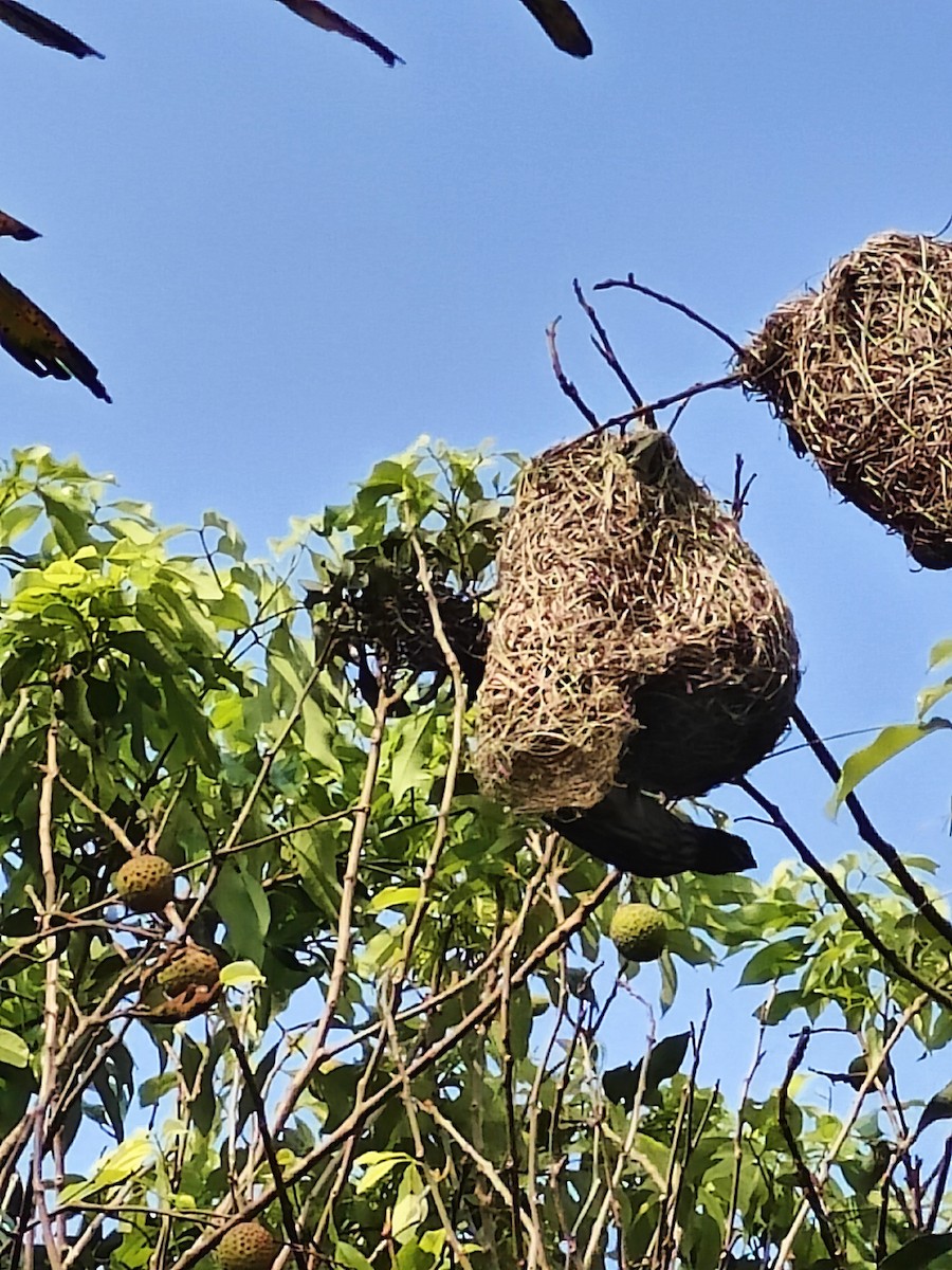 Baya Weaver - ML620096386