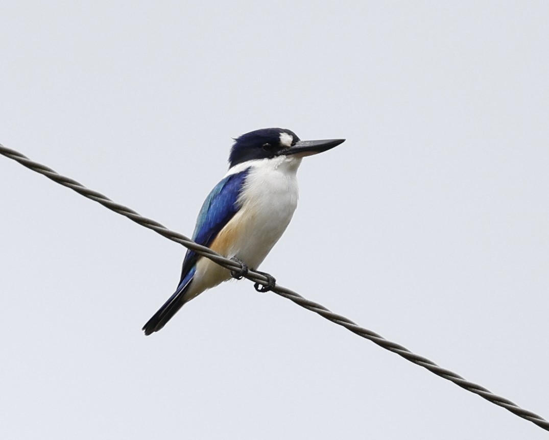 Forest Kingfisher - ML620096393