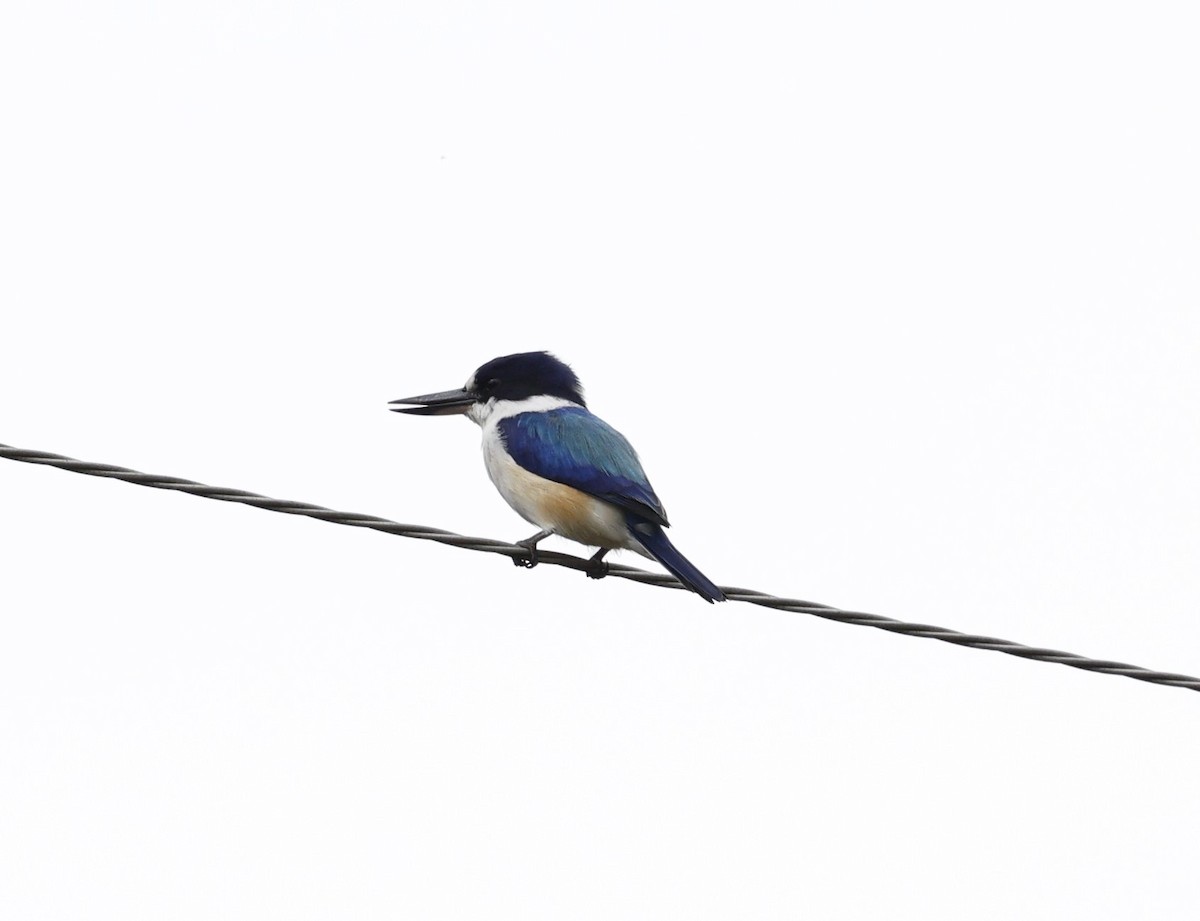 Forest Kingfisher - ML620096395