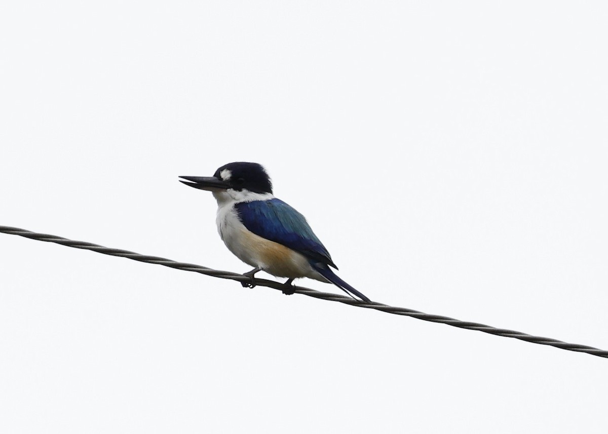 Forest Kingfisher - ML620096397