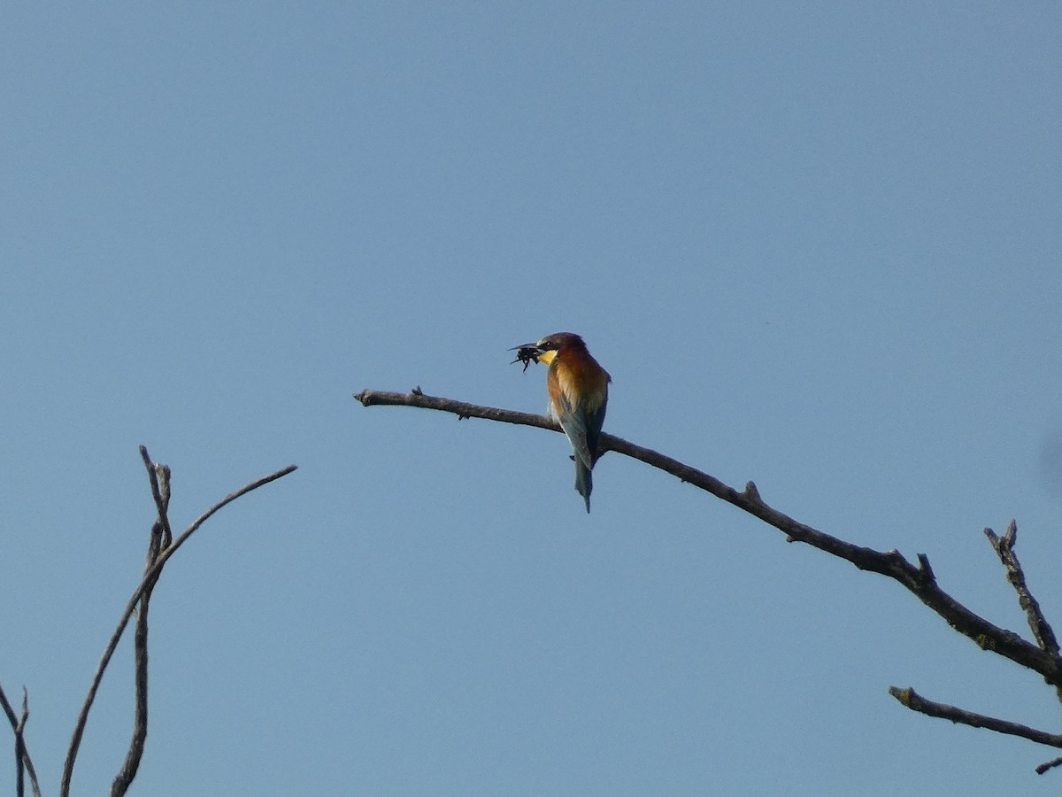 European Bee-eater - ML620096402