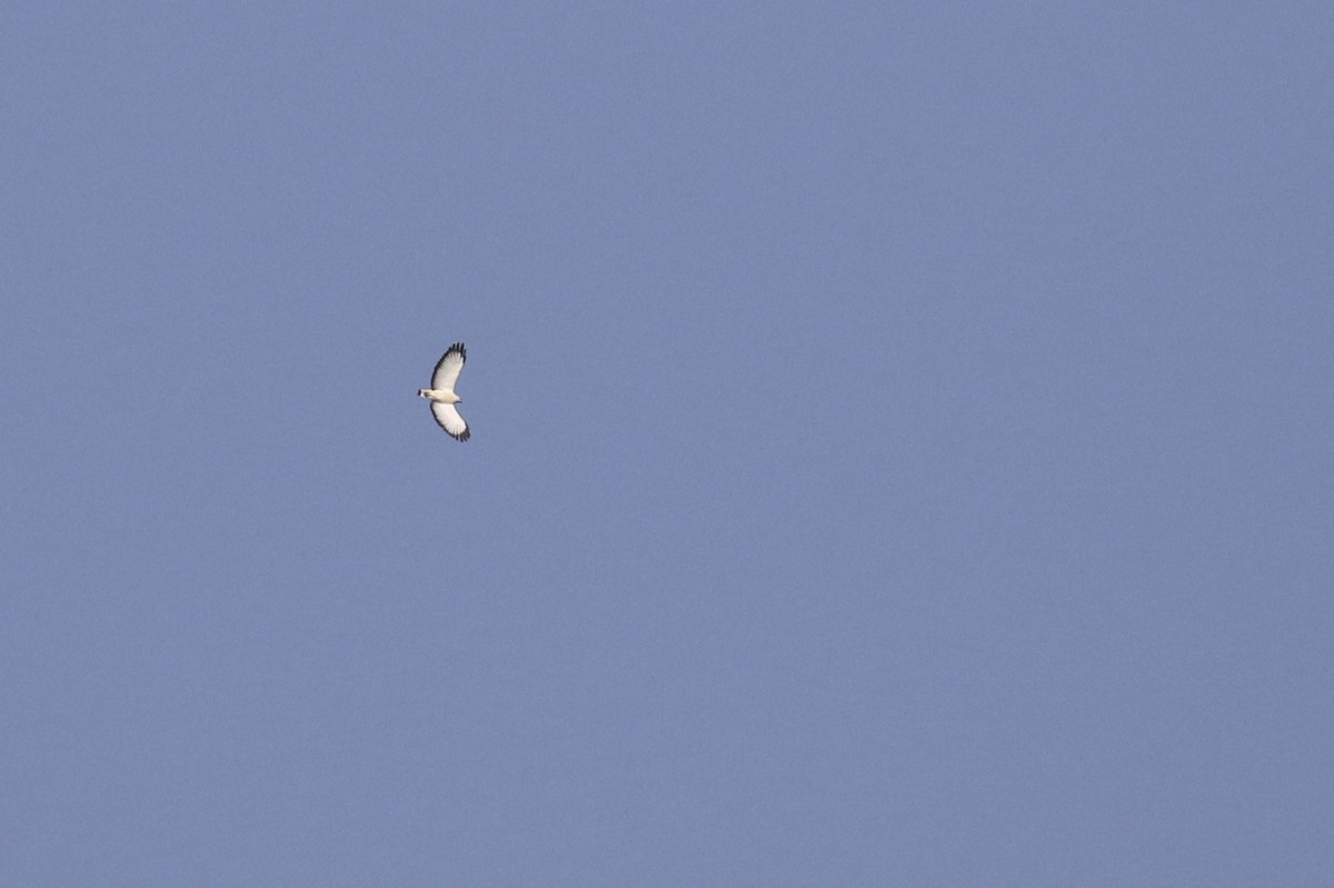 White-necked Hawk - ML620096422