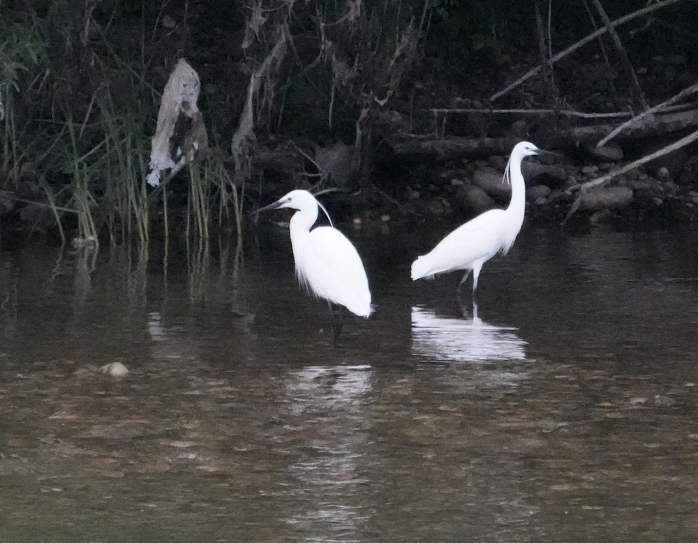 Little Egret - ML620096433