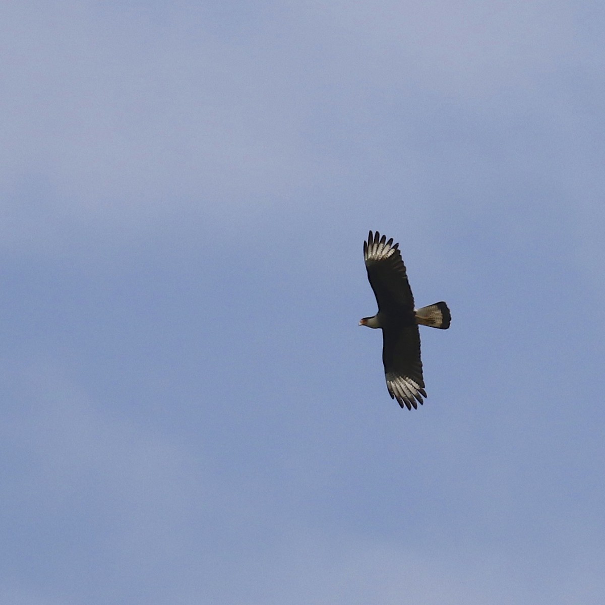 Crested Caracara (Southern) - ML620096454