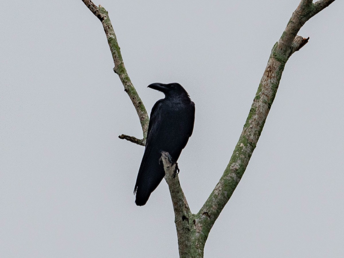 Large-billed Crow - ML620096482