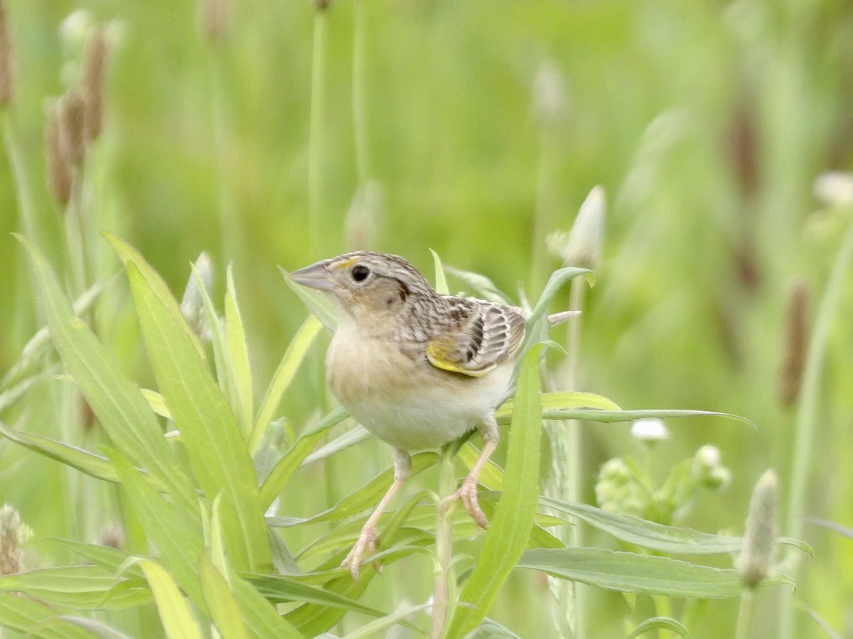 Grasshopper Sparrow - ML620096487
