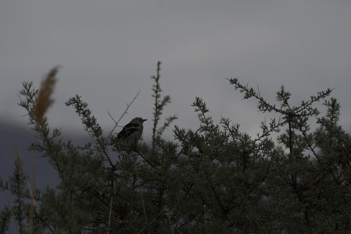 Daurian Starling - ML620096513