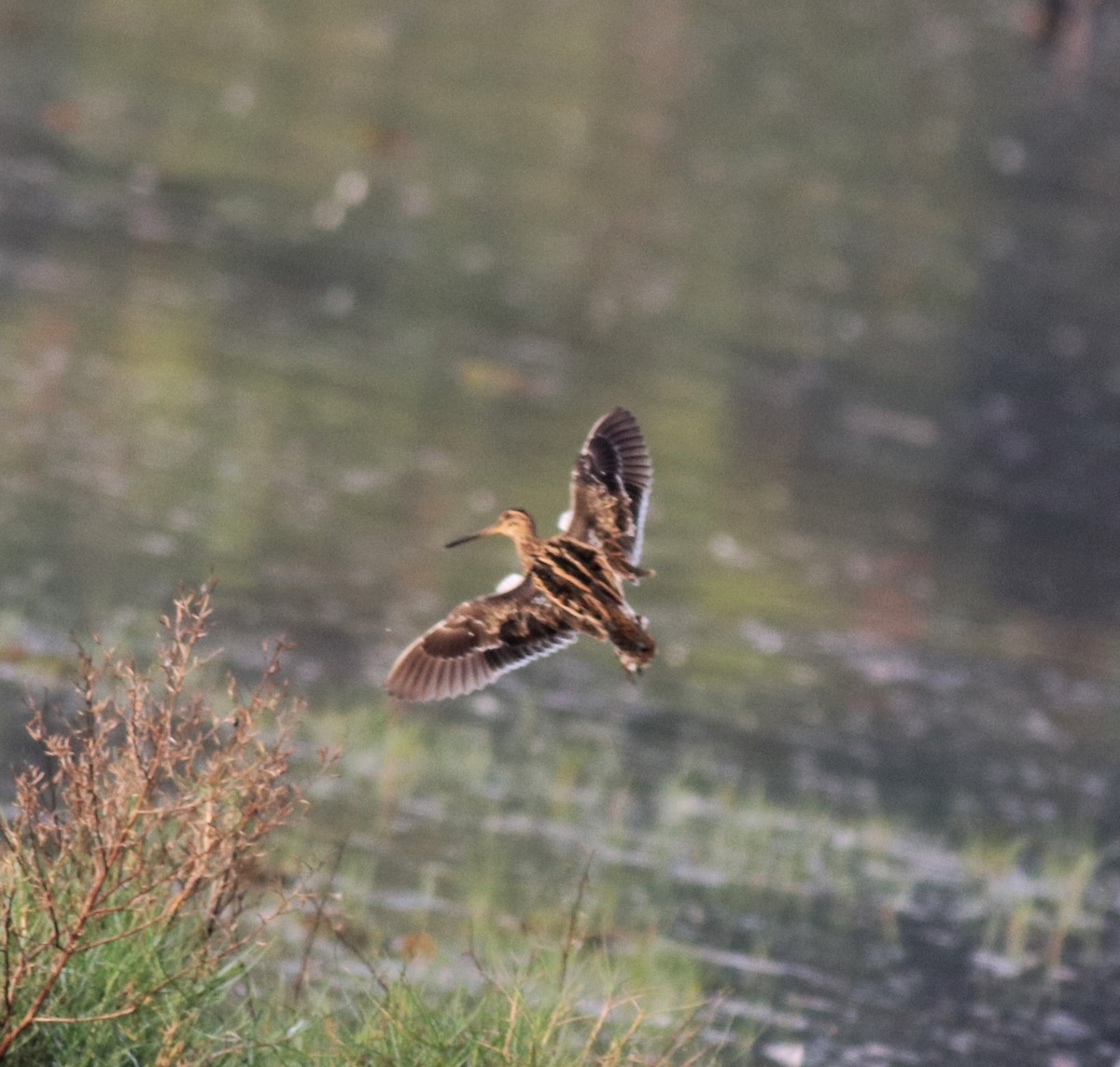 Common Snipe - ML620096515