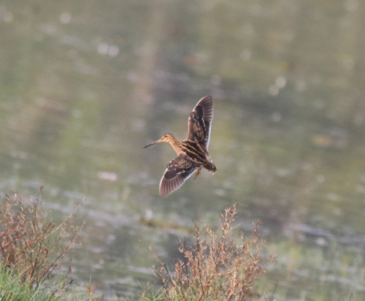 Common Snipe - ML620096516