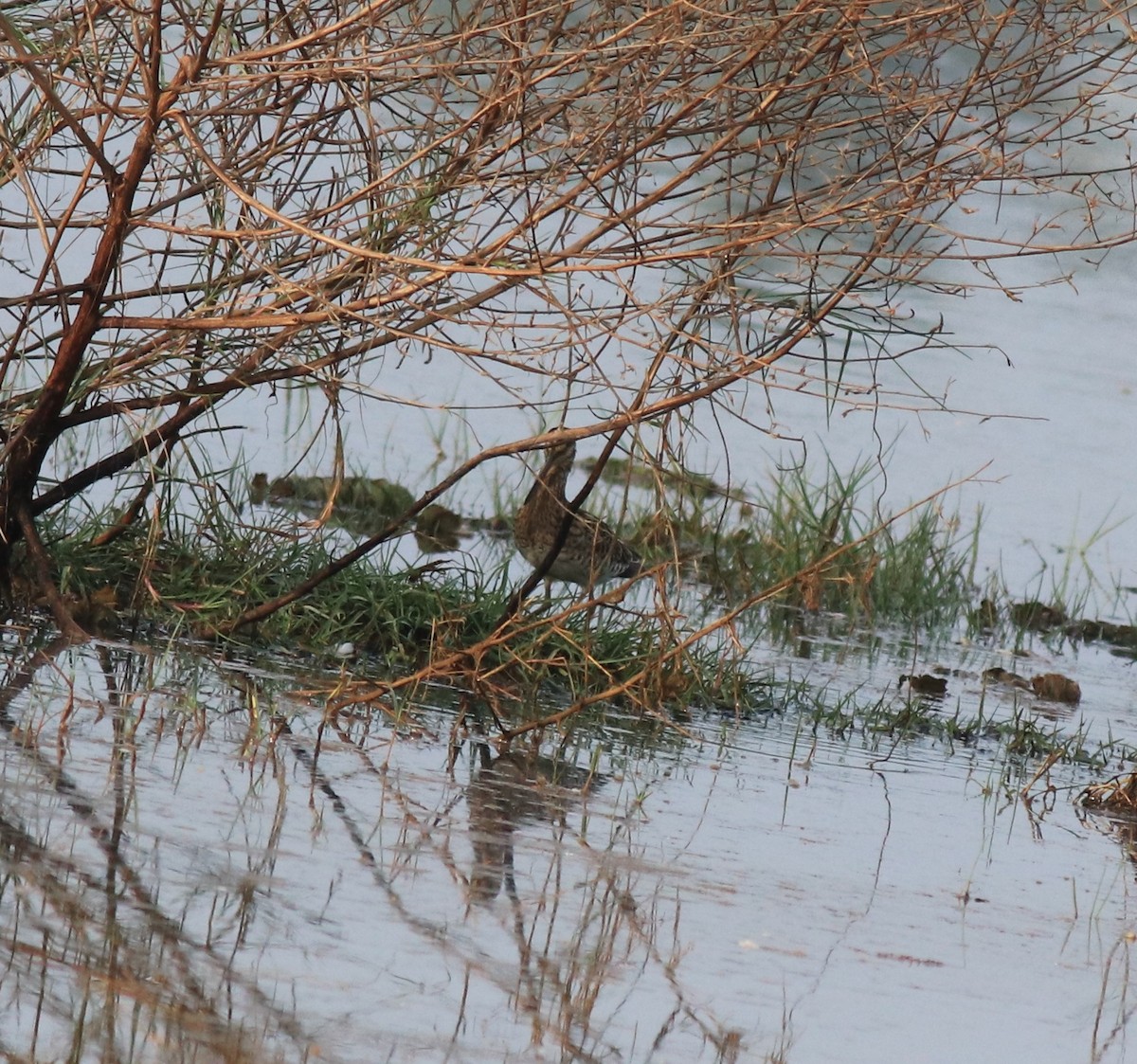 Common Snipe - ML620096517