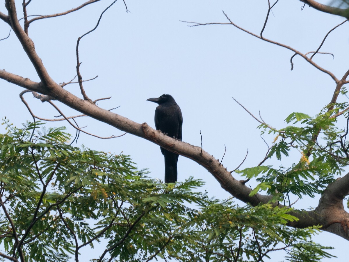 Large-billed Crow - ML620096534