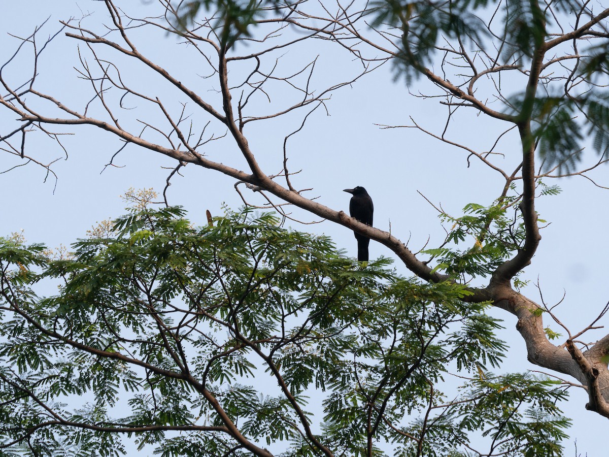Large-billed Crow - ML620096535
