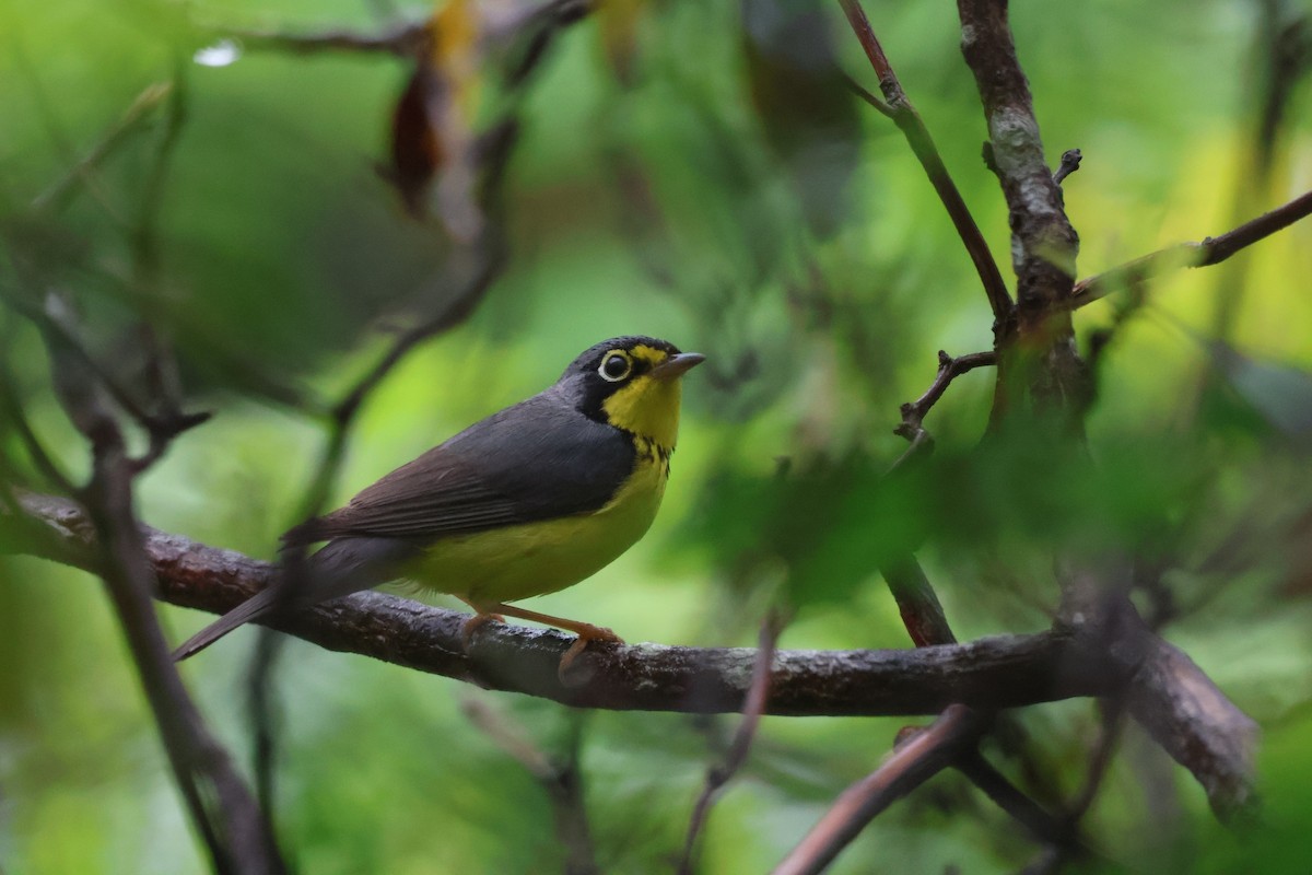 Canada Warbler - ML620096541