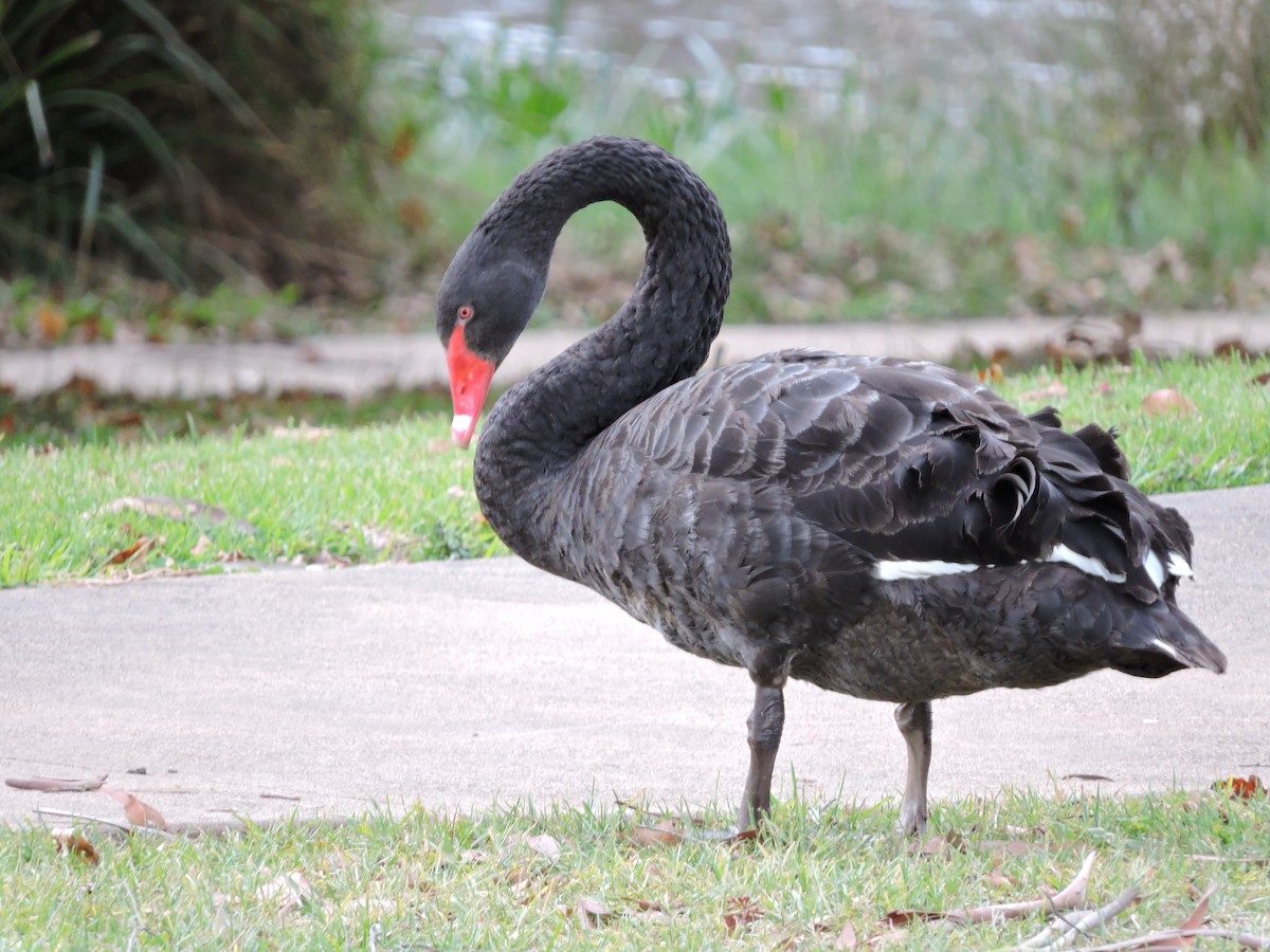 Black Swan - ML620096564