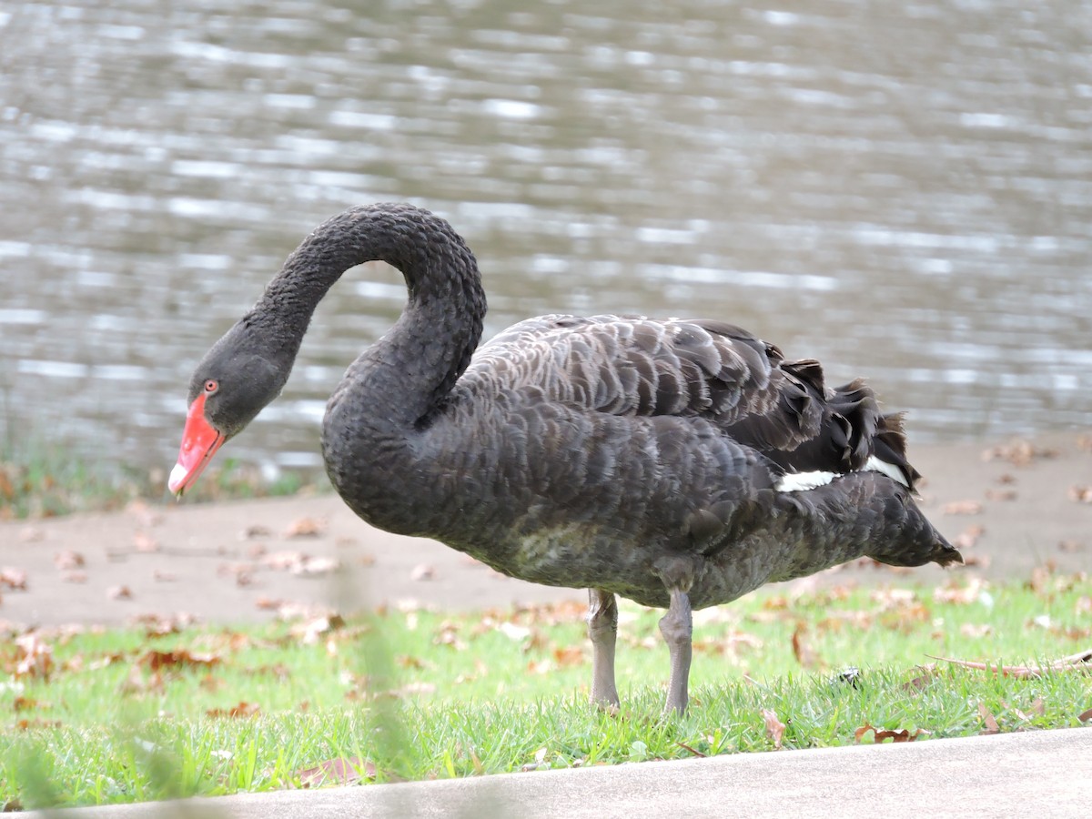 Black Swan - ML620096568