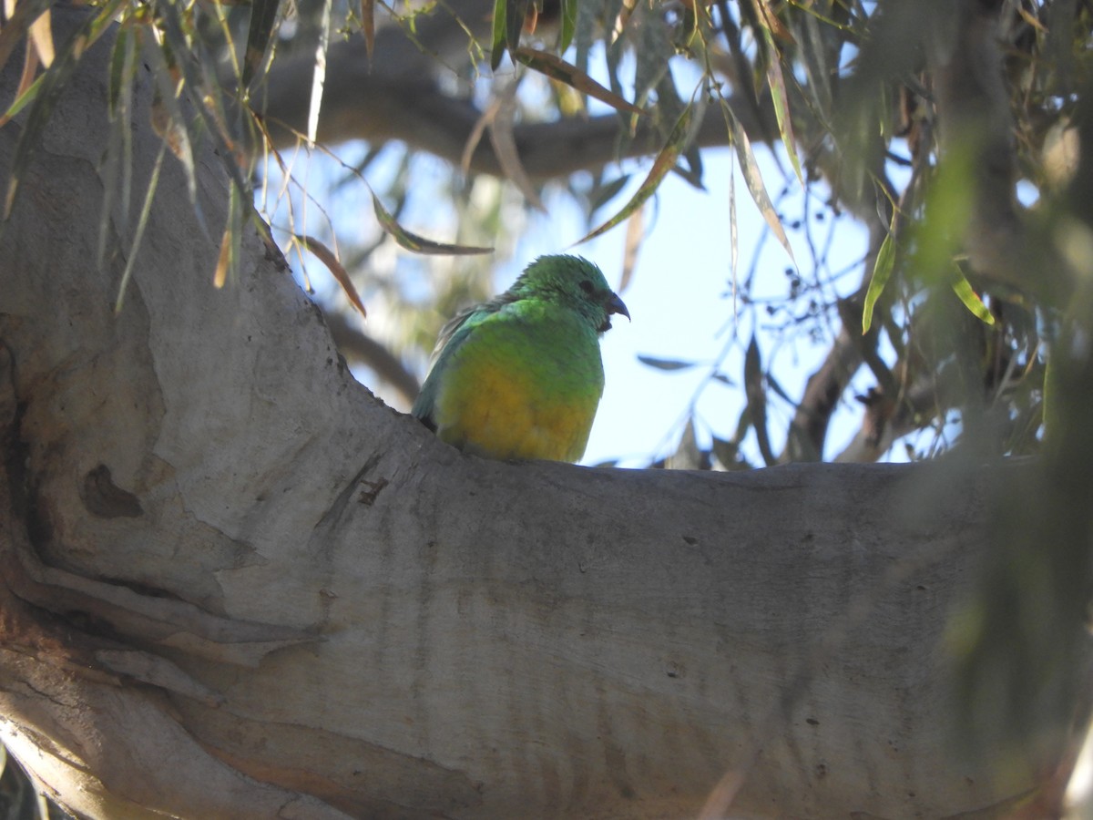 Red-rumped Parrot - ML620096572