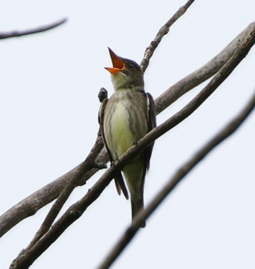 Olive-sided Flycatcher - Phil Mills