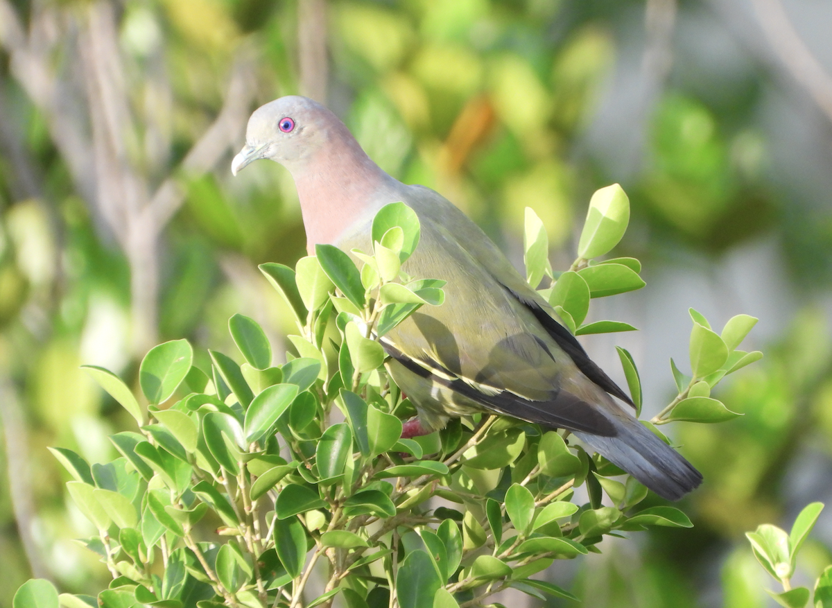 Pink-necked Green-Pigeon - ML620096585