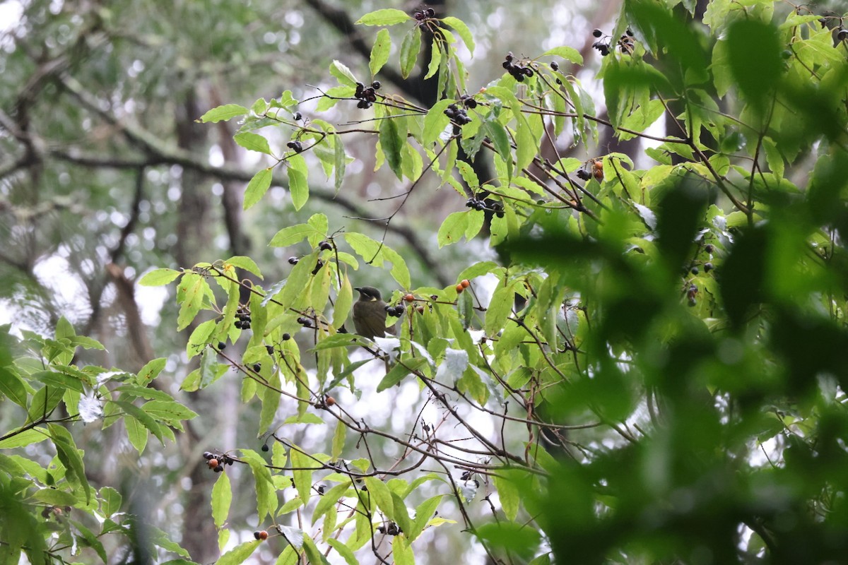 Lewin's Honeyeater - ML620096588