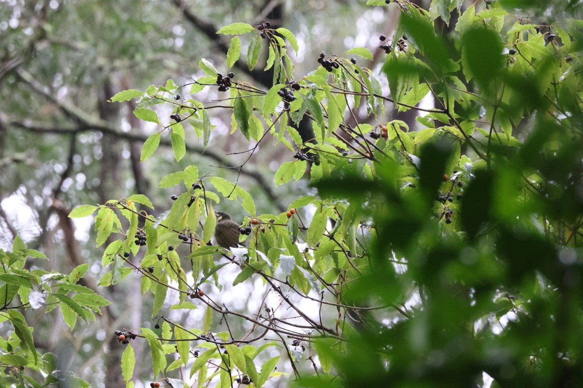 Lewin's Honeyeater - ML620096590