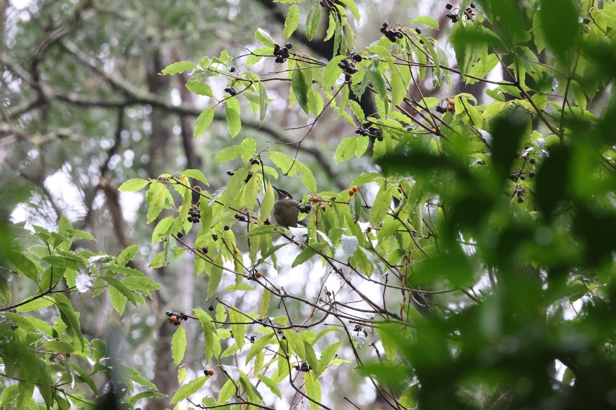 Lewin's Honeyeater - ML620096591