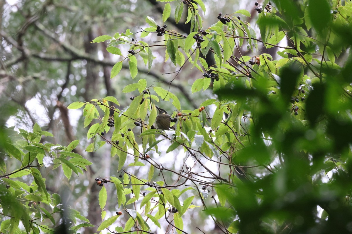 Lewin's Honeyeater - ML620096593