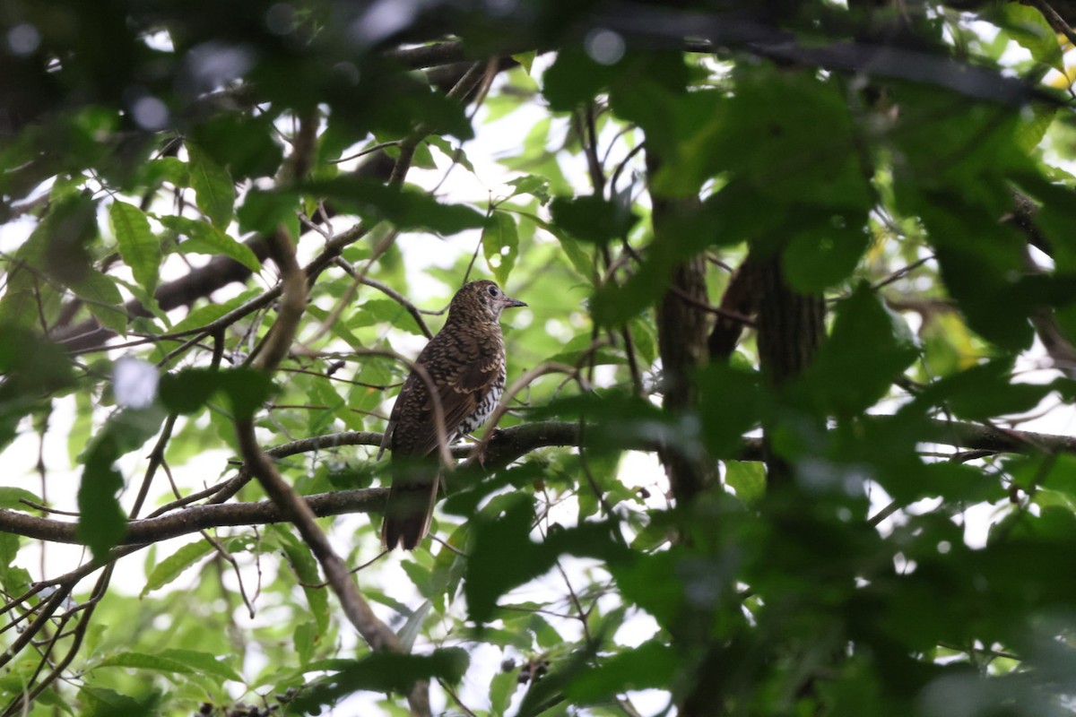 Bassian Thrush - ML620096602