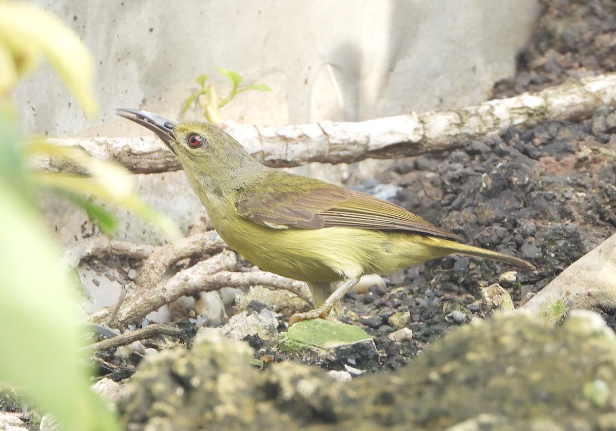 Brown-throated Sunbird - ML620096613