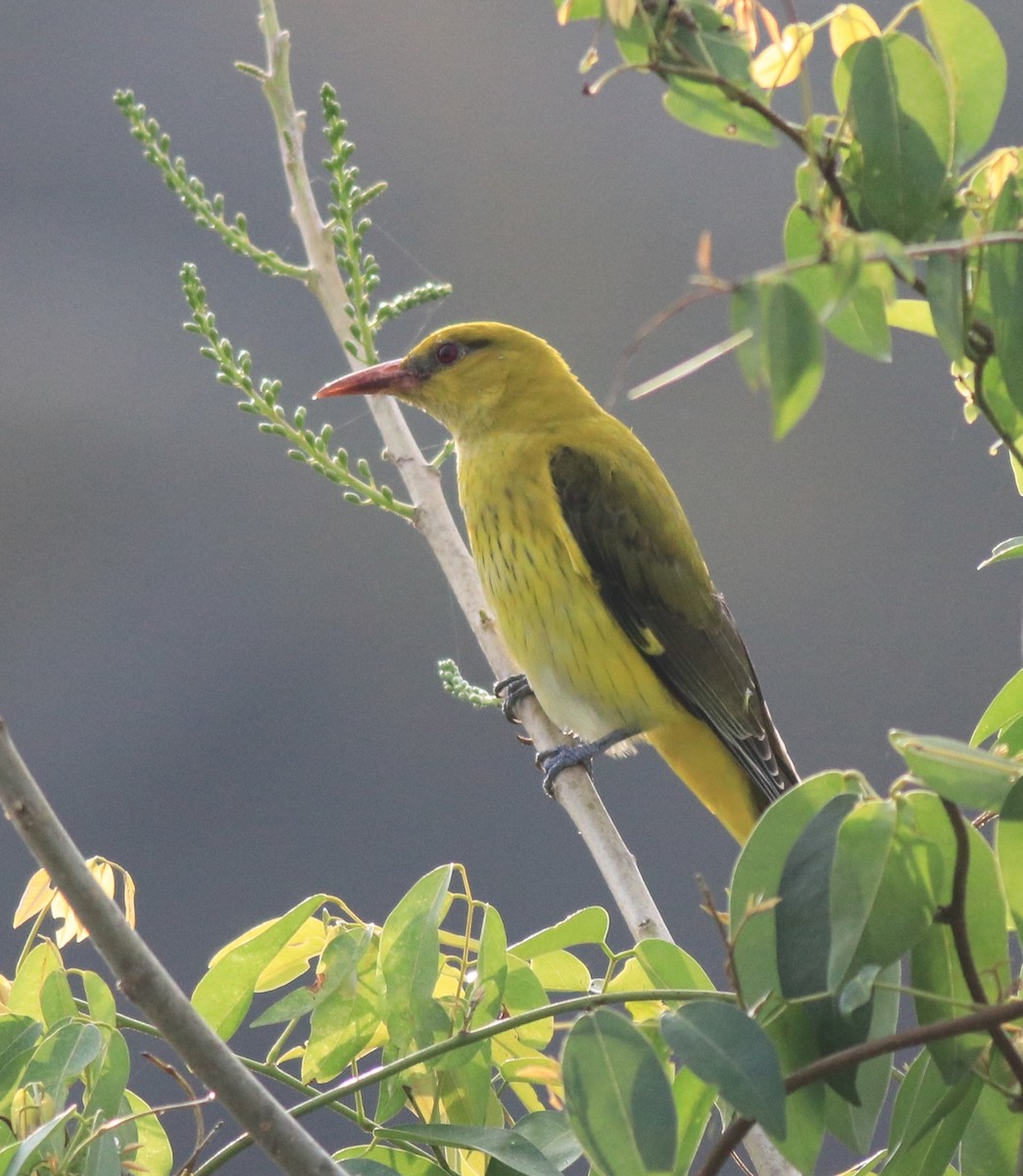 Indian Golden Oriole - ML620096622