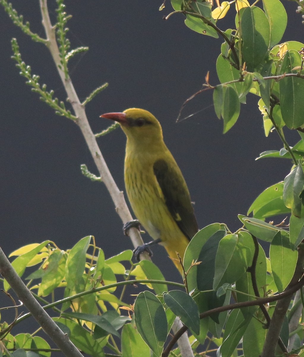 Indian Golden Oriole - ML620096623