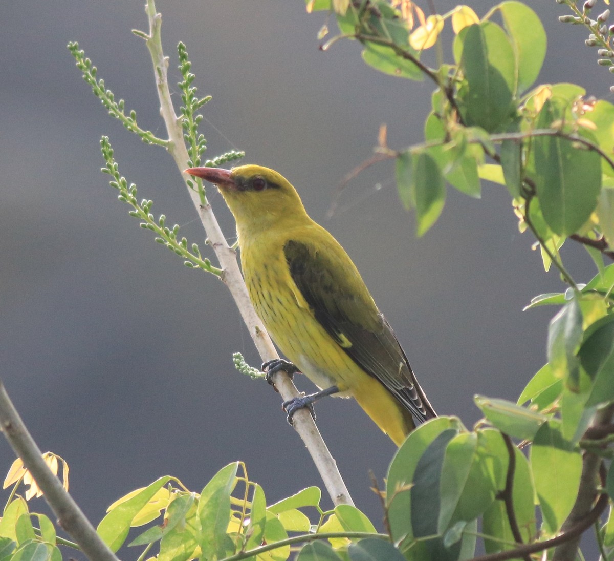 Indian Golden Oriole - ML620096624